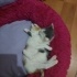 2 aylık Annesiz Kalmış Bebişlere ACİL Yuva fotoğraf