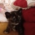 Sessiz sakin sevimli bir kedi