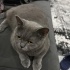 Ücretsiz uysal british shorthair fotoğraf