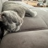 Ücretsiz uysal british shorthair fotoğraf