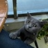 Ücretsiz uysal british shorthair fotoğraf