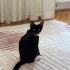 Şapşirik ceku aile arıyor fotoğraf