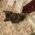Acil yuva arıyoruz kendi kedim başka kedi istemiyor fotoğraf