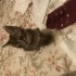 Acil yuva arıyoruz kendi kedim başka kedi istemiyor fotoğraf