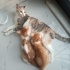Panky ve bambi kardeşler yuva arıyor fotoğraf