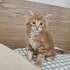 🧡 Minik Sarman Yuva Arıyor🧡 fotoğraf