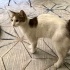 Cok uysal sevgi dolu yeni yuvasini bekliyor fotoğraf