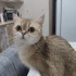 Minnoşa kalıcı yuva arıyoruz fotoğraf