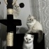 BABA BRİTİSH SHORT HAİR ANNE BRİTİSH LONG HAİR fotoğraf