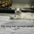 BABA BRİTİSH SHORT HAİR ANNE BRİTİSH LONG HAİR fotoğraf