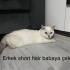 BABA BRİTİSH SHORT HAİR ANNE BRİTİSH LONG HAİR fotoğraf