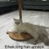 BABA BRİTİSH SHORT HAİR ANNE BRİTİSH LONG HAİR fotoğraf
