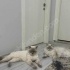 BABA BRİTİSH SHORT HAİR ANNE BRİTİSH LONG HAİR fotoğraf