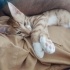 Efe kedi evinize neşe getirsin fotoğraf