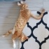 Efe kedi evinize neşe getirsin fotoğraf