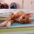 Efe kedi evinize neşe getirsin fotoğraf