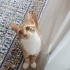 Efe kedi evinize neşe getirsin fotoğraf