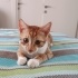 Efe kedi evinize neşe getirsin fotoğraf