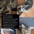 Tekir görünümlü cins kedi