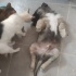 BULUT ÇOK ÇOK ACİL YUVA ARIYOR !!!!!!!!!!!!!