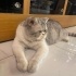 ÜCRETSİZ SAHİPLENDİRME (BRİTİSH SHORTHAİR) fotoğraf