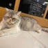 ÜCRETSİZ SAHİPLENDİRME (BRİTİSH SHORTHAİR) fotoğraf