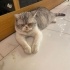 ÜCRETSİZ SAHİPLENDİRME (BRİTİSH SHORTHAİR) fotoğraf