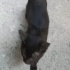 Gözleri görmüyor ve çok cana yakın  insan canlısı kaldığı yer hiç güvnli deil fotoğraf