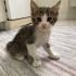 Annesiz bu 3 yavruya acil yuva fotoğraf