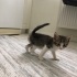 Annesiz bu 3 yavruya acil yuva fotoğraf