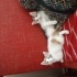 Minik patiler için yuva arıyorum fotoğraf