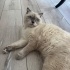 Melo yeni yuva arıyor