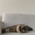 Kizimiza mutlu ve uzun omurlu bir yuva ariyoruz fotoğraf