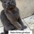 Ücretsiz sahiplenme Kuzey British kedi fotoğraf