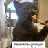 Ücretsiz sahiplenme Kuzey British kedi fotoğraf