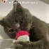 Ücretsiz sahiplenme Kuzey British kedi fotoğraf