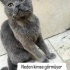 Ücretsiz sahiplenme Kuzey British kedi fotoğraf