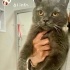 Ücretsiz sahiplenme Kuzey British kedi fotoğraf