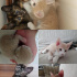 Sarı kedi 2 aylık kum eğitimi var