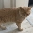 Acımadan barınağa bıraktılar fotoğraf