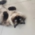 Uysal sakin milka fotoğraf