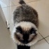 Uysal sakin milka fotoğraf