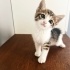 Siz onu sevince, o da sizi seven kedi fotoğraf