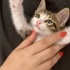 Siz onu sevince, o da sizi seven kedi fotoğraf