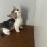 Siz onu sevince, o da sizi seven kedi fotoğraf