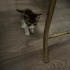 Siz onu sevince, o da sizi seven kedi fotoğraf