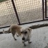 Sosis kızımız yuva arıyor fotoğraf