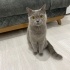 Sahıplendirme 4 yaş fotoğraf