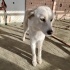 Karlar Kraliçesi yuva arıyor fotoğraf