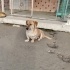 Sosis oğlan Efe